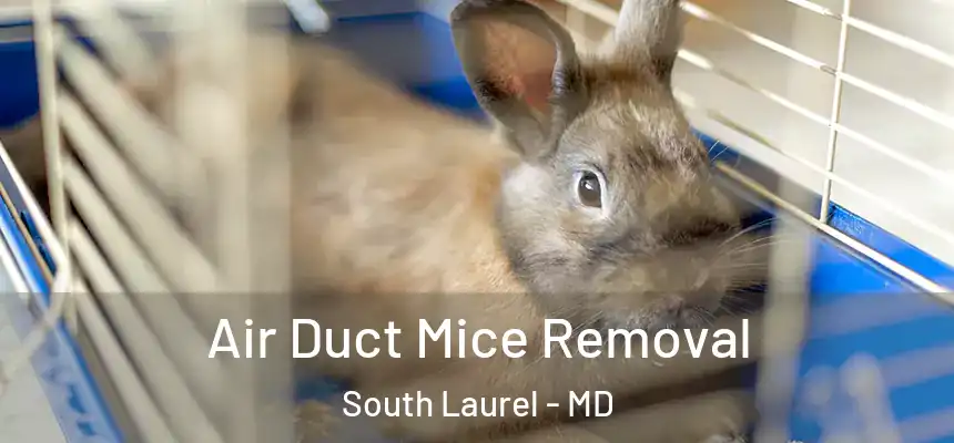  Air Duct Mice Removal South Laurel - MD